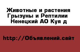 Животные и растения Грызуны и Рептилии. Ненецкий АО,Куя д.